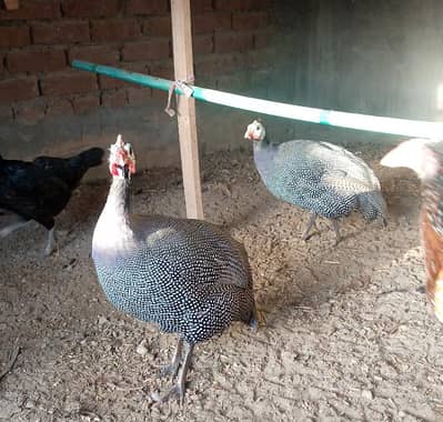 beautiful pairs chakor for sale