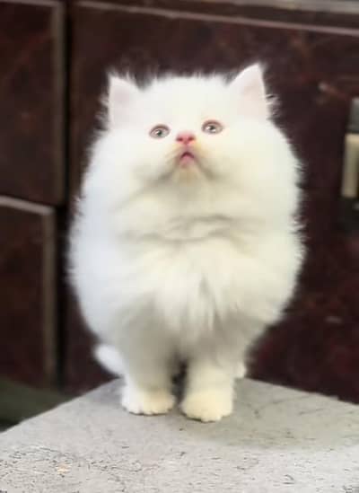 Persian Cat | Billi |  kittens | 3 Coat | w\atsa/pp OƷ48O2୨0146