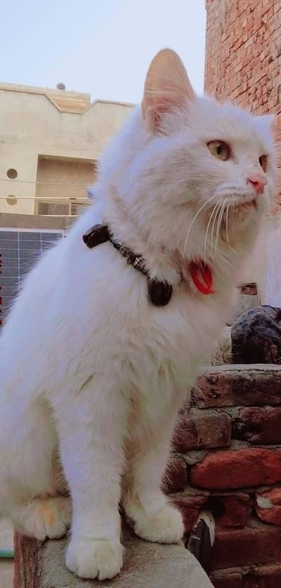 pure Russian white