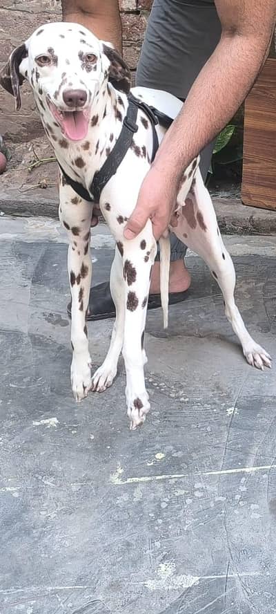 dalmatian for sale
