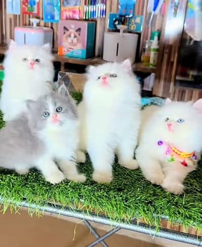Persian Cat | Billi |  kittens | 3 Coat | w\atsa/pp OƷ48O2୨0146