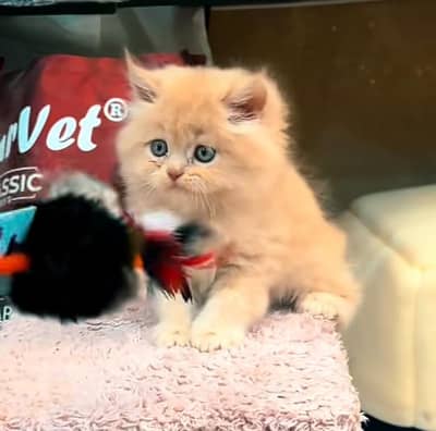 Persian Cat | Billi |  kittens | 3 Coat | w\atsa/pp OƷ48O2୨0146