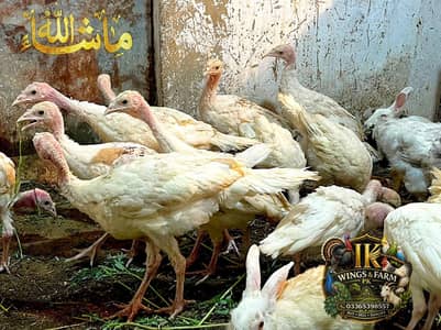 Turkey Birds Quality Birds