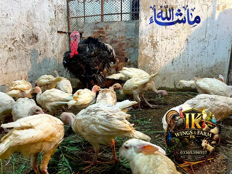 Turkey Birds Quality Birds — photo 2