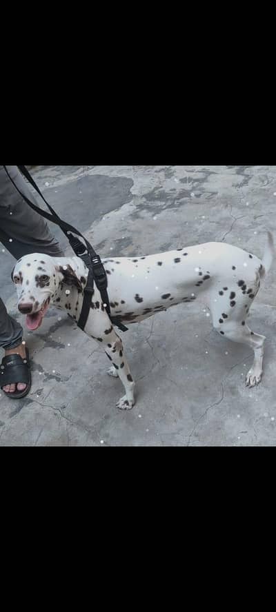 dalmatian for sale