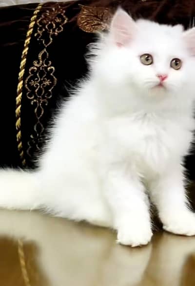 Persian Cat | Billi |  kittens | 3 Coat | w\atsa/pp OƷ48O2୨0146