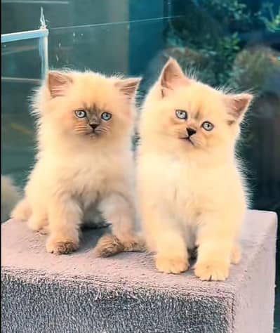Persian Cat | Billi |  kittens | 3 Coat | w\atsa/pp OƷ48O2୨0146