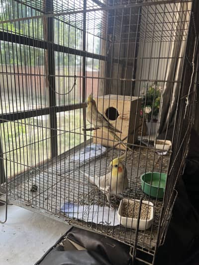 Pair of Beautiful Playful Cockatiels with cage and nesting box