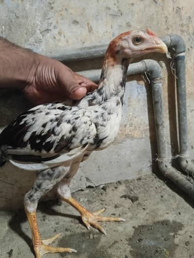 Pakistani aseel