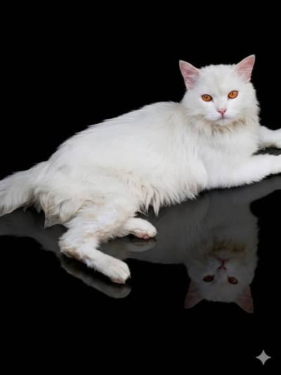 Cat for sale