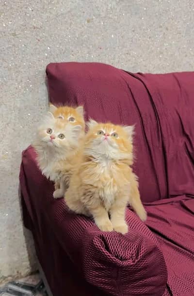 Persian Cat | Billi |  kittens | 3 Coat | w\atsa/pp OƷ48O2୨0146