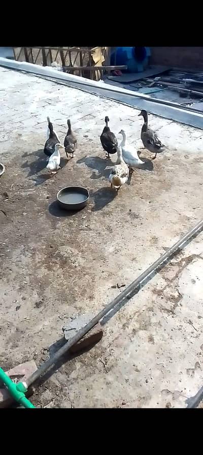 chicks free free free Whatsapp 03287018581