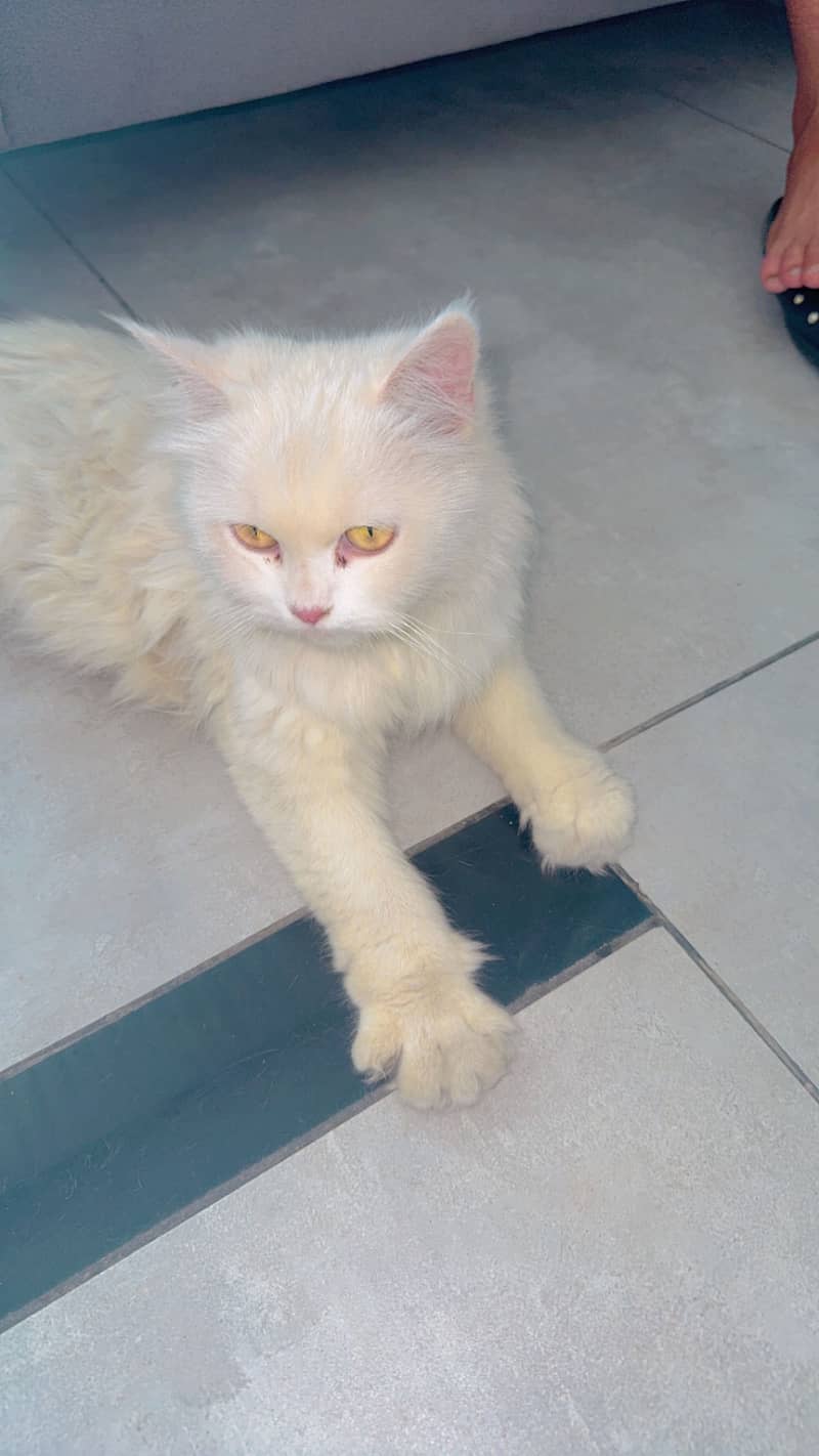 Sweety 1