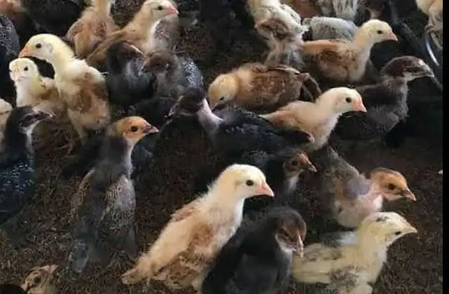 Golden Misri chicks — photo 2