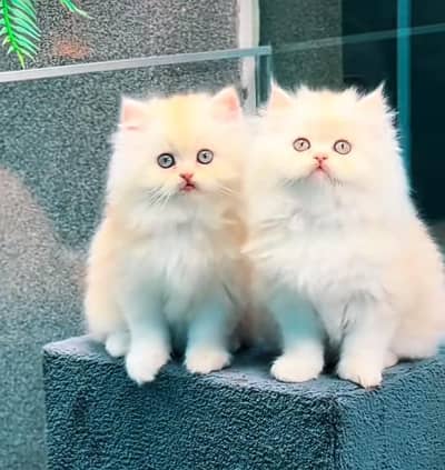 Persian Cat | Billi |  kittens | 3 Coat | w\atsa/pp OƷ48O2୨0146
