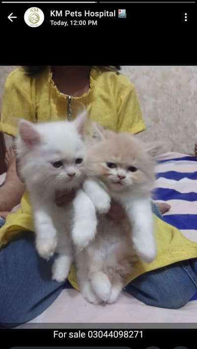 Punch face triple coat kitten Pair