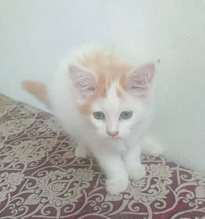 Persian cat