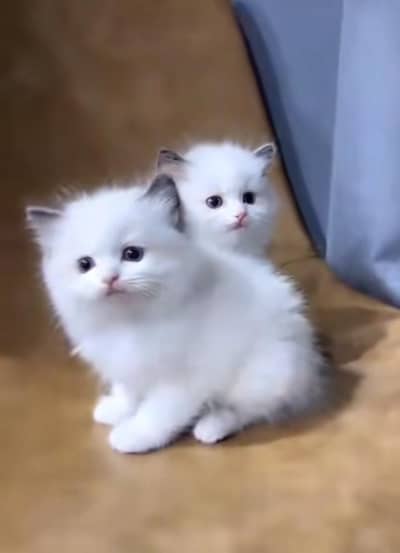 Persian Cat | Billi |  kittens | 3 Coat | w\atsa/pp OƷ48O2୨0146