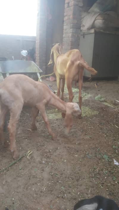 desii bakri