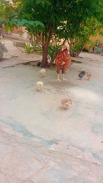 Pure Aseel Hen with Chicks for Sale