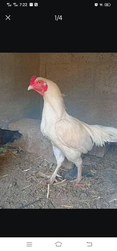 hira murga hai jis Kisi ko chahie vah rasta Karen