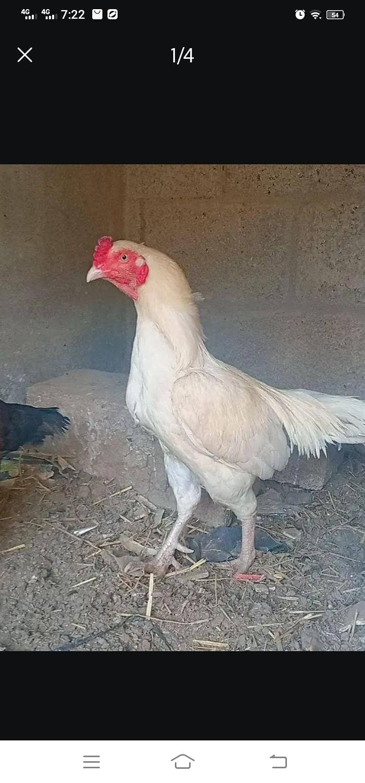 hira murga hai jis Kisi ko chahie vah rasta Karen saat rabbit, 1000 ka 0