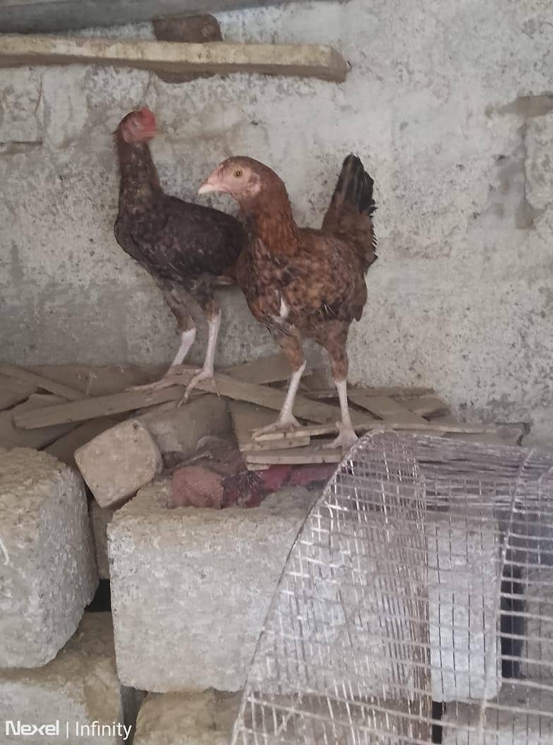 hira murga hai jis Kisi ko chahie vah rasta Karen saat rabbit, 1000 ka 1