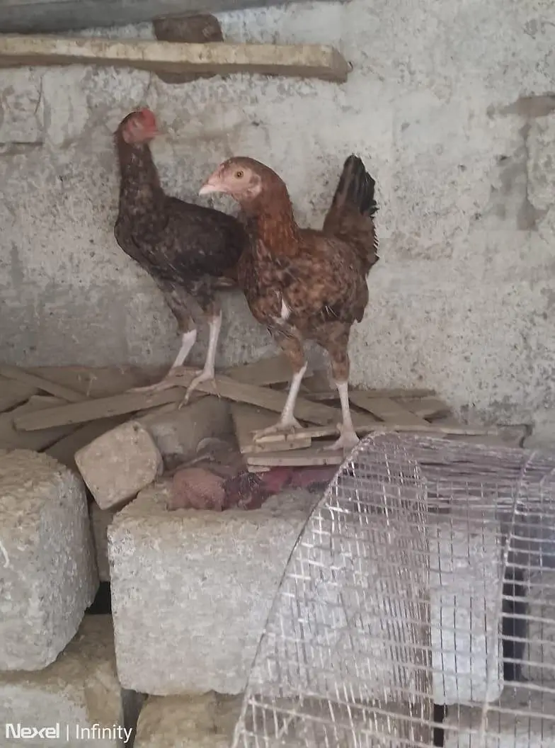 hira murga hai jis Kisi ko chahie vah rasta Karen — photo 2
