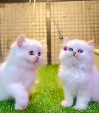 Persian Cat | Billi |  kittens | 3 Coat | w\atsa/pp OƷ48O2୨0146