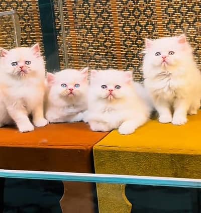 Persian Cat | Billi |  kittens | 3 Coat | w\atsa/pp OƷ48O2୨0146