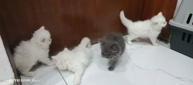 persian kittens