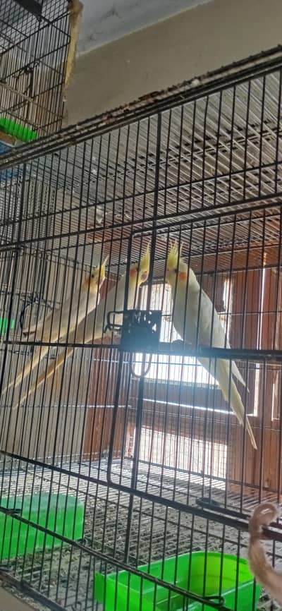 cream cocktil for sale