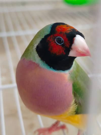 Finches and Canary