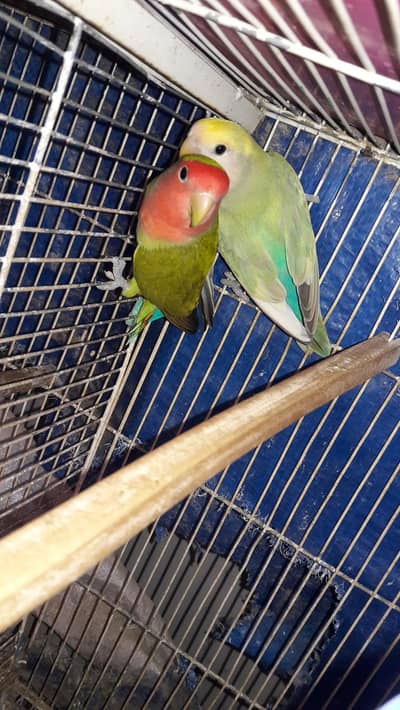Lovebirds pathe and Adult Pair