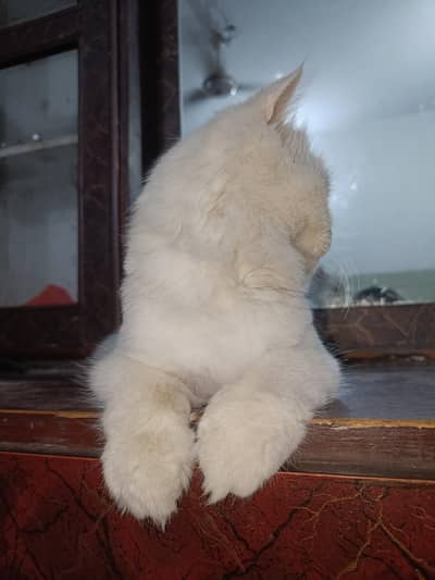 Persian triple coated