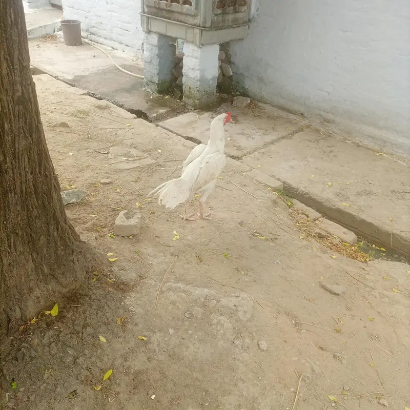Paper white patha for sel — photo 2