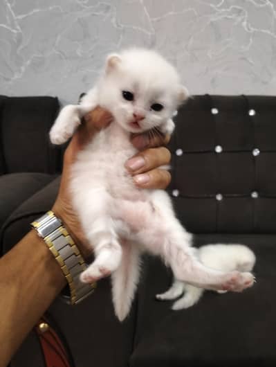 White Persian Male & Female Kittens Available