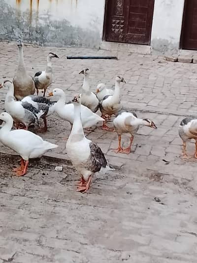 Big Ducks for Sale