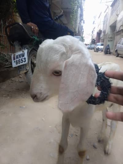 tapra bakra