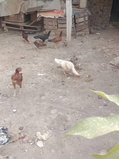 Aseel and Desi mix for sale
