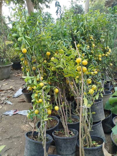 China lemon