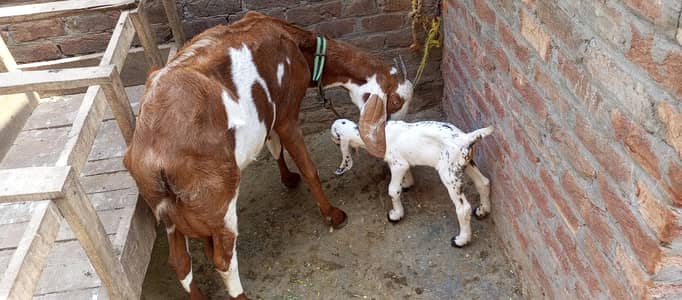 Goat Bakri