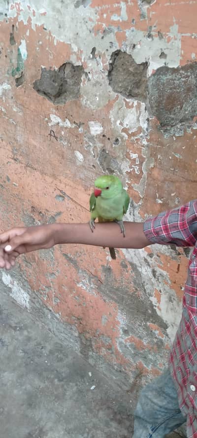 green parrot phata male