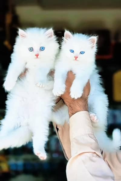 Persian Cat | Billi |  kittens | 3 Coat | w\atsa/pp OƷ48O2୨0146