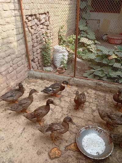 Khaki Campbell Ducks for Sale | سب سے زیادہ انڈے دینے والی بطخیں