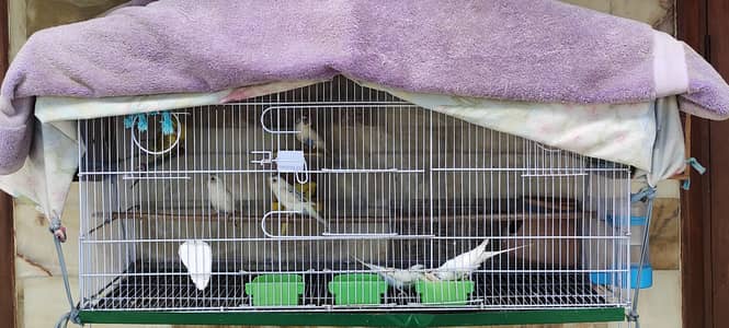 Budgies