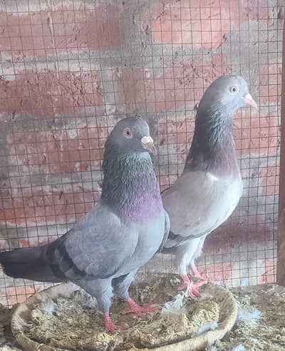 High flying Pairs