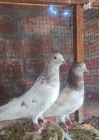 High flying Pairs