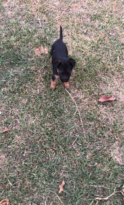 German shepherd puppies for sale puppy / dog for sale