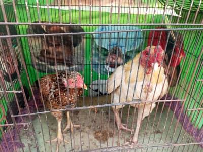 aseel brider pair for sale